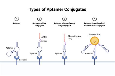 Types of Aptamer Conjugates | BioRender Science Templates