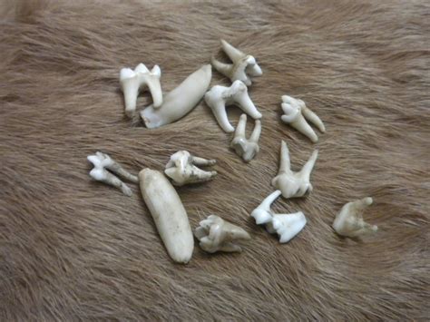 Raccoon Teeth Lot of 13 by JAKRabbitry on Etsy