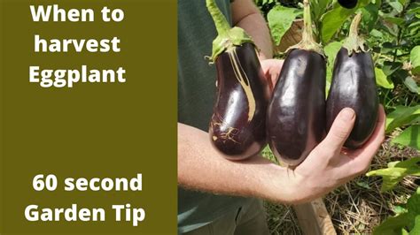 When to harvest Eggplant - 60 second Garden tip - YouTube