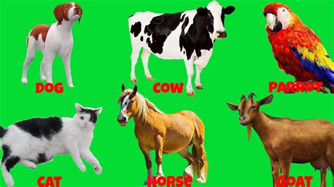 Pictures Of Farm Animals With Sounds