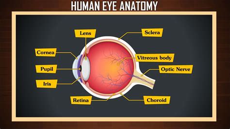 Structure Of Human Eye - Human Sense Organs - The Five Senses - A ...