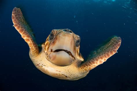 Turtle Facts | Live Science