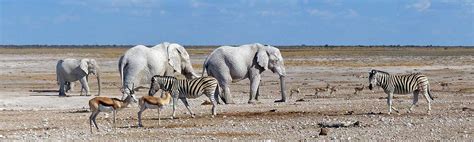 Etosha National Park - One of the most popular wildlife reserves on earth