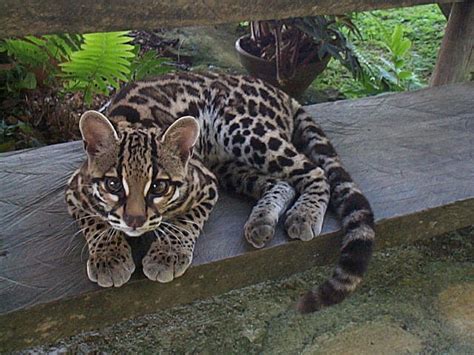 Unusual Animal – Margay