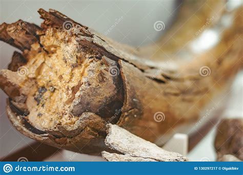 Ancient mammoth bones stock image. Image of kostolac - 130297217