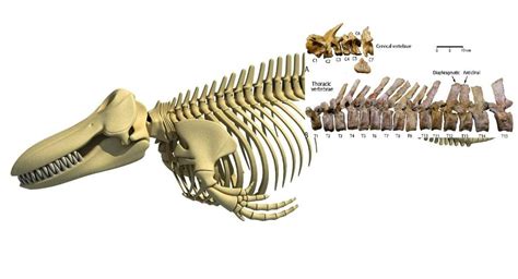 Ancient Whale Fossil Show How the Mammals Moved to Life in the Ocean