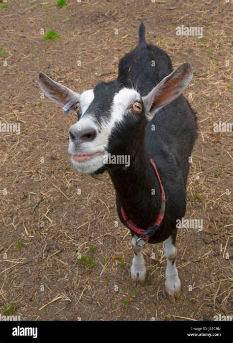 British Alpine Goat portrait Stock Photo - Alamy