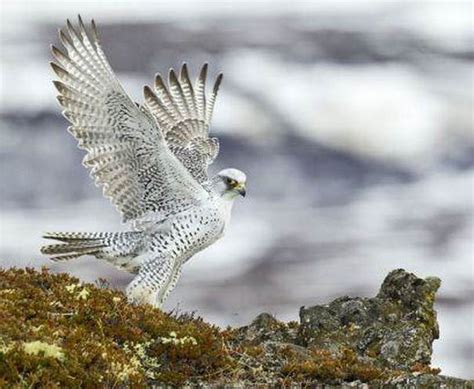 Gyrfalcon Images