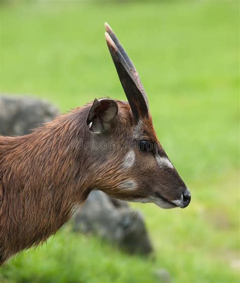 Portrait Of A Sitatunga /Tragelaphus Spekii/ Stock Photo - Image of ...