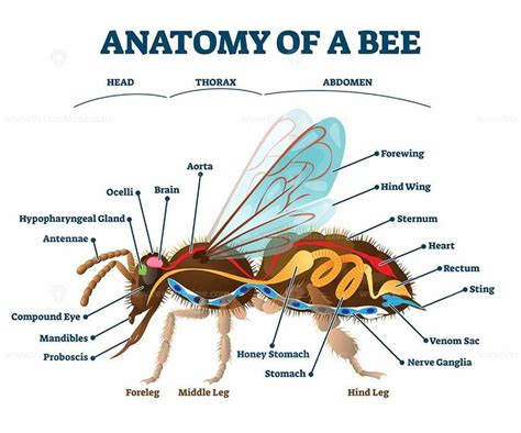 Anatomy of bee with inner organs educational scheme vector illustration ...