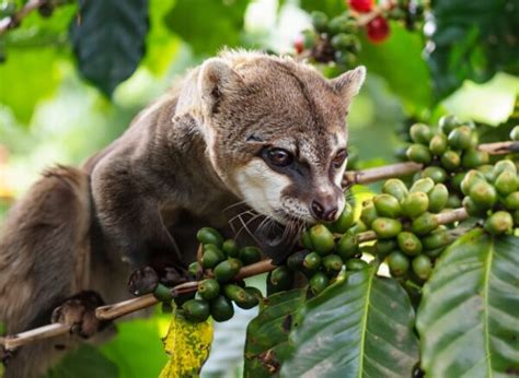 Unveiling the Secrets Behind the High Cost of Luwak Coffee - FNB.Coffee