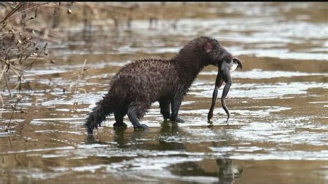 Wild Moments: Pa. river otters enjoy swimming - even in winter!