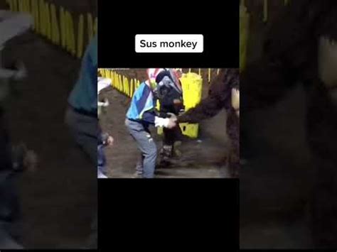 Sus Monkey 🐵#Shorts😂 - YouTube