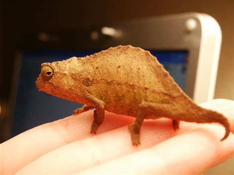 Bearded Pygmy Chameleon | Animal Database | FANDOM powered by Wikia