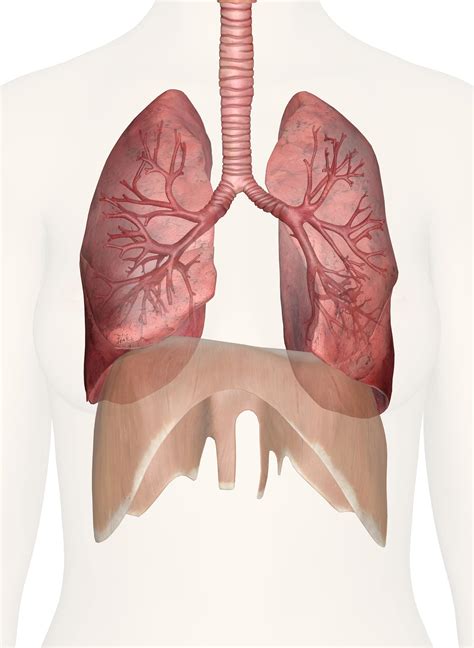 Surface Anatomy Of The Lungs