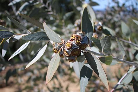 Eucalyptus fruit and leaves Photograph by Michaela Perryman - Pixels