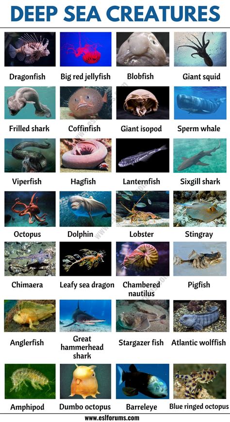 Deep Sea Creatures: List of 25+ Creatures that Live in Deep Ocean - ESL ...