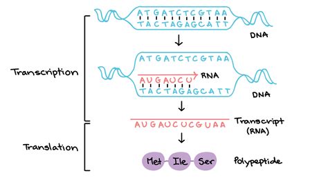 When dna is transcribed into mrna, usually the mRNA remained single ...