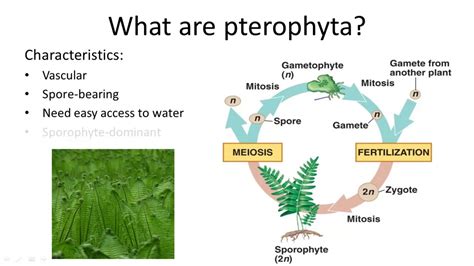 Phylum Pterophyta