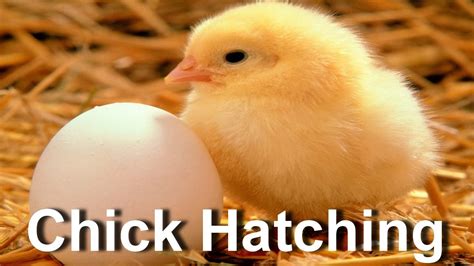 Baby Chickens Hatching