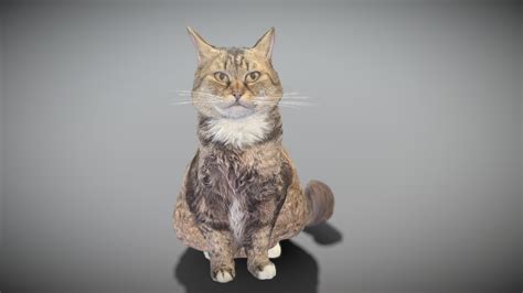 Fluffy cat 15 - Buy Royalty Free 3D model by deep3dstudio [73bf025 ...