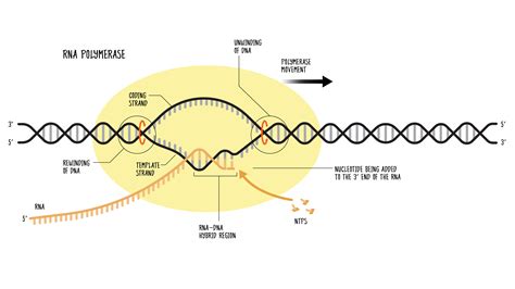 RNA Polymerase: Function and Definition | Technology Networks