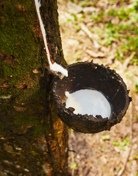 How Natural Chicle Gum is Made – Happy ppl Gum