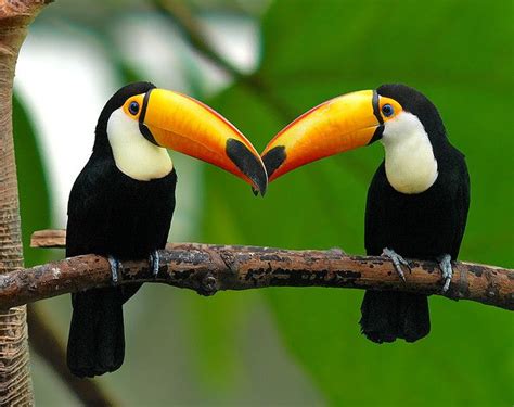 Toucans - The Riverside Club for Adventure & Imagination