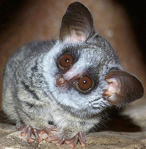 Galago - Bush Baby, Tiny African Primate | Animal Pictures and Facts ...