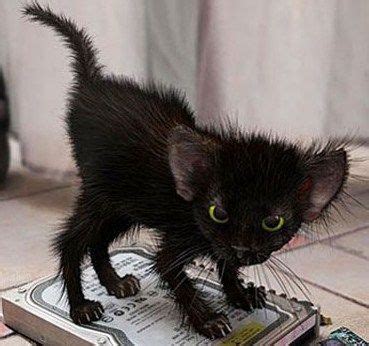 ahhhh cute frazzled cat. | Cat care, Kitten pictures, Bad cats