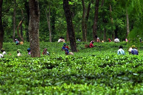 Nature talking!: The Brahmaputra valley