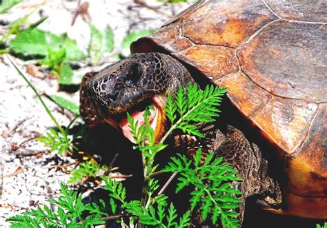 Gopher Tortoise - Gopher Turtle Diet