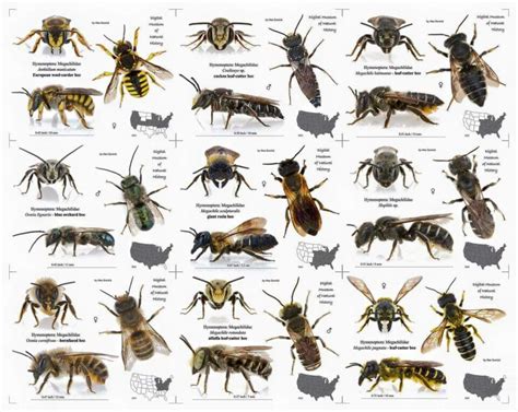 Pin by Joey Traynor on Animals | Bee facts, Bees and wasps, Animals