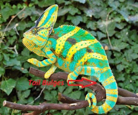 Veiled Chameleon Gender: How To Identify Male Or Female