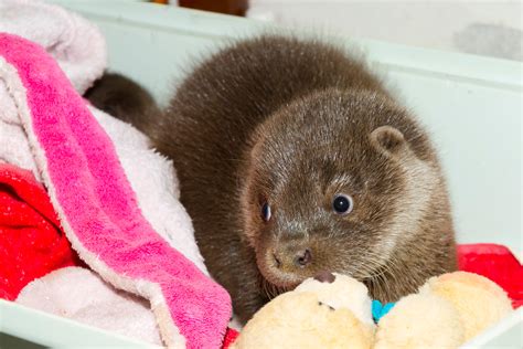 Adorable Photos of Baby Otters That'll Make Your Day Better | Reader's ...