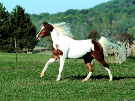 Free Horse Screensavers And Wallpaper - WallpaperSafari