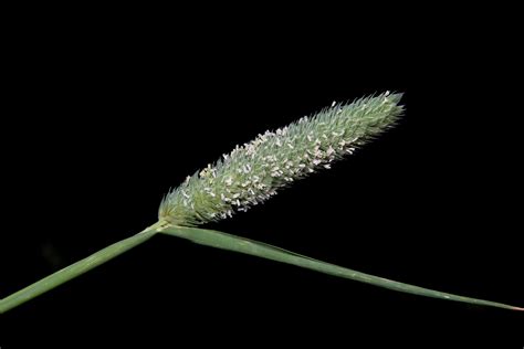 Phalaris minor Retz. | Plants of the World Online | Kew Science