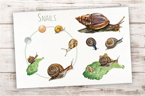 Snail Life Cycle | ubicaciondepersonas.cdmx.gob.mx