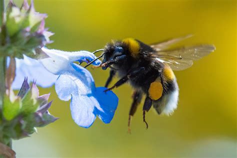 Astonishing Experiment Shows Bumble Bees “Play” With Objects