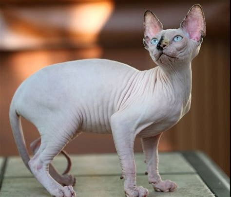 78 Most Popular Sphynx Cat Names