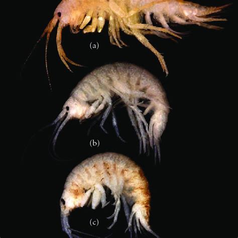 (PDF) Mouthpart Morphology of Three Sympatric Native and Nonnative ...