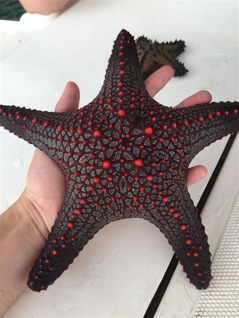 a hand holding a red and black starfish