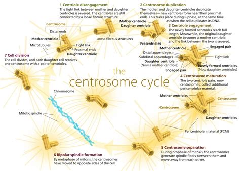 Spindle Fibers - The Definitive Guide | Biology Dictionary