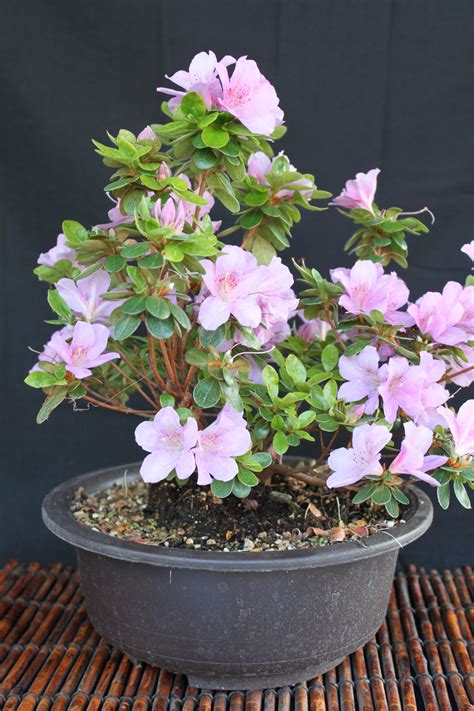 Azalea bonsai care Idea | camiciemontex