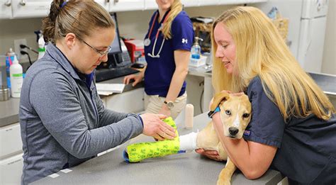 Pet Emergency and Urgent Care Near Me - Hickory Veterinary Hospital