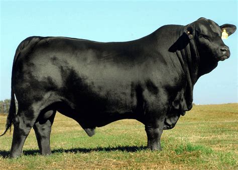 Brangus | Beef cow, Cattle, Cow