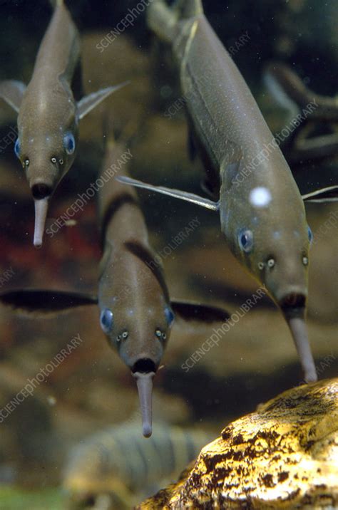 Elephant nose - Stock Image - Z605/1547 - Science Photo Library