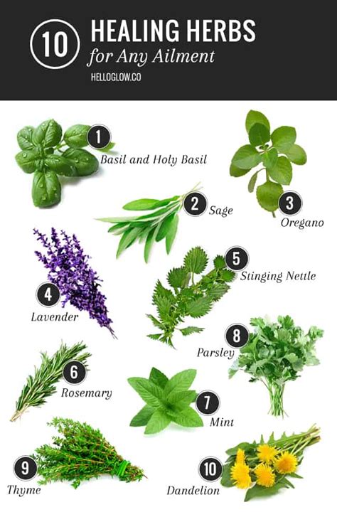 10 Healing Herbs List for Any Ailment | HelloGlow.co