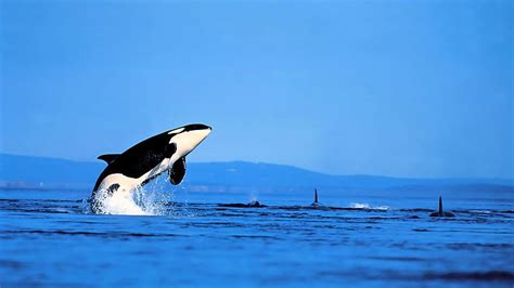 Top more than 80 orca wallpaper latest - vova.edu.vn