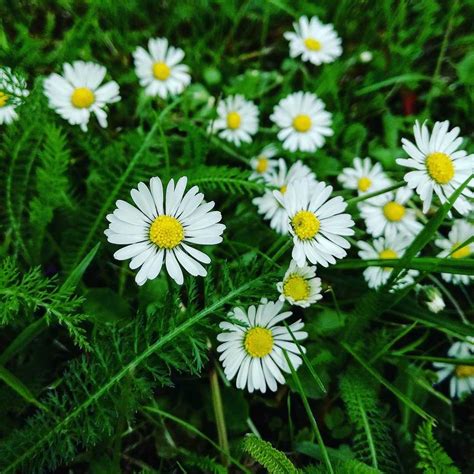 Daisy flower meaning • Origins • Symbolism and other interesting facts